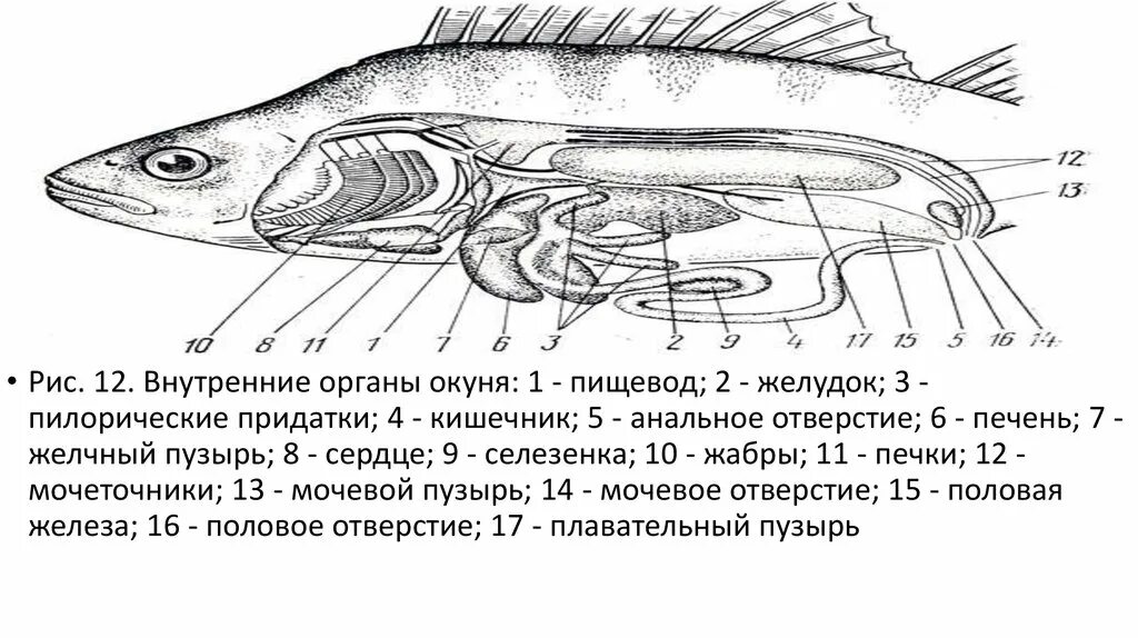 Внутреннее строение щуки. Внутреннее строение самки окуня. Пищеварительная система костных рыб схема. Внутреннее строение окуня схема. Схема строения пищеварительной системы рыб.