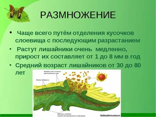 Лишайник урок. Биология 5 класс проект на тему лишайники. Лишайники 5 класс биология. Тема лишайники 5 класс биология. Лишайники презентация.