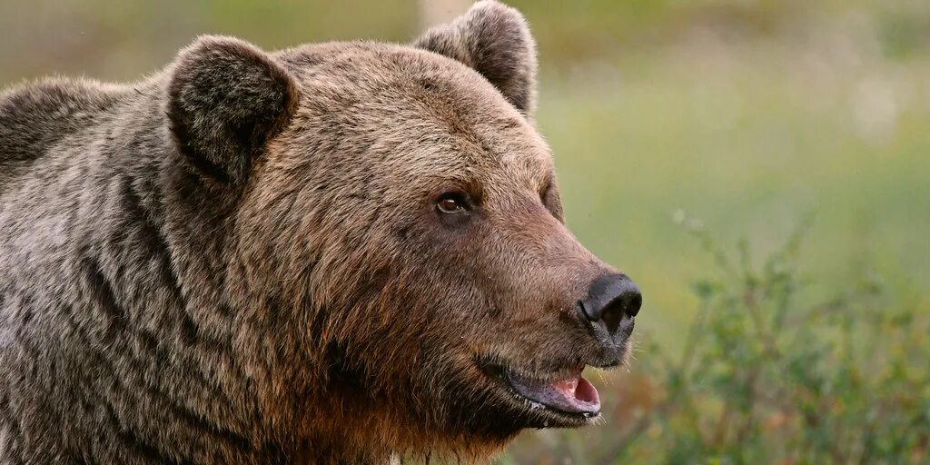 Bear side