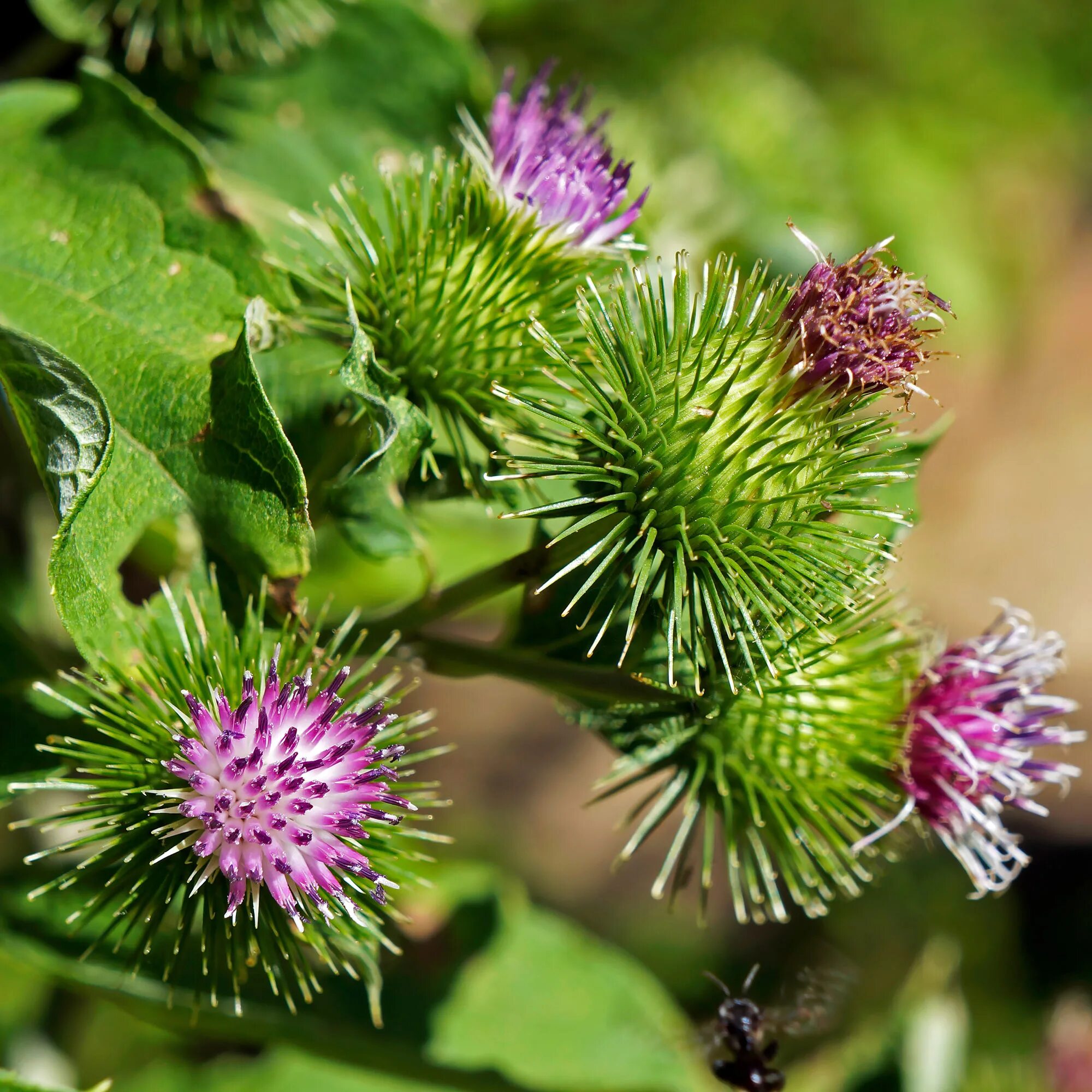 Лопух почему. Репейник (Burdock). Репей лопух. Лопух Arctium Lappa. Репейник Луговой.