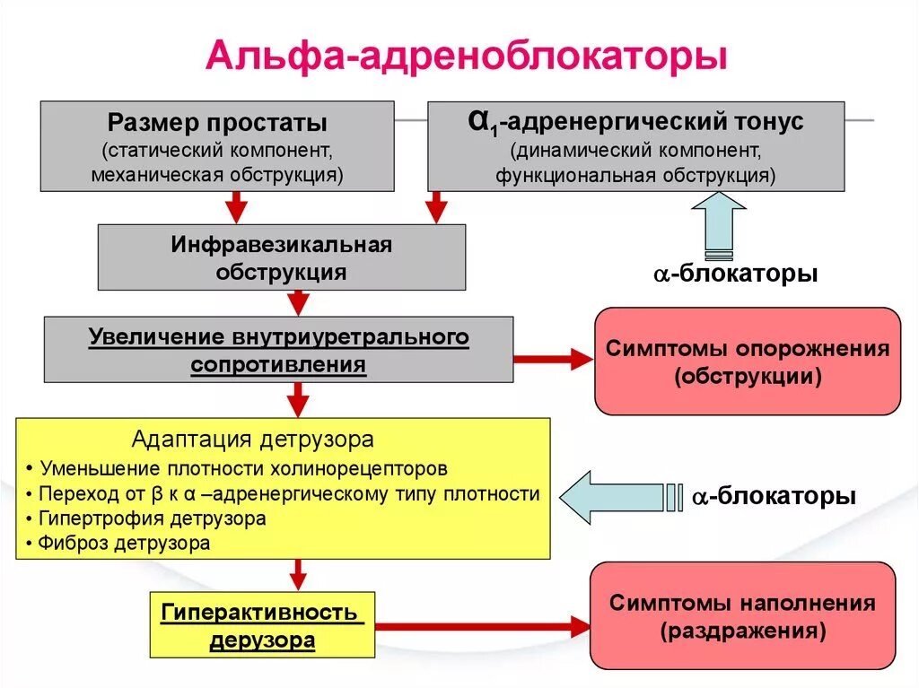 Альфа адренорецепторы препараты. Патогенез гиперплазии предстательной железы. Схема патогенеза аденомы предстательной железы. Аденома (гиперплазия) предстательной железы патогенез. Препараты альфа1-адреноблокаторов.