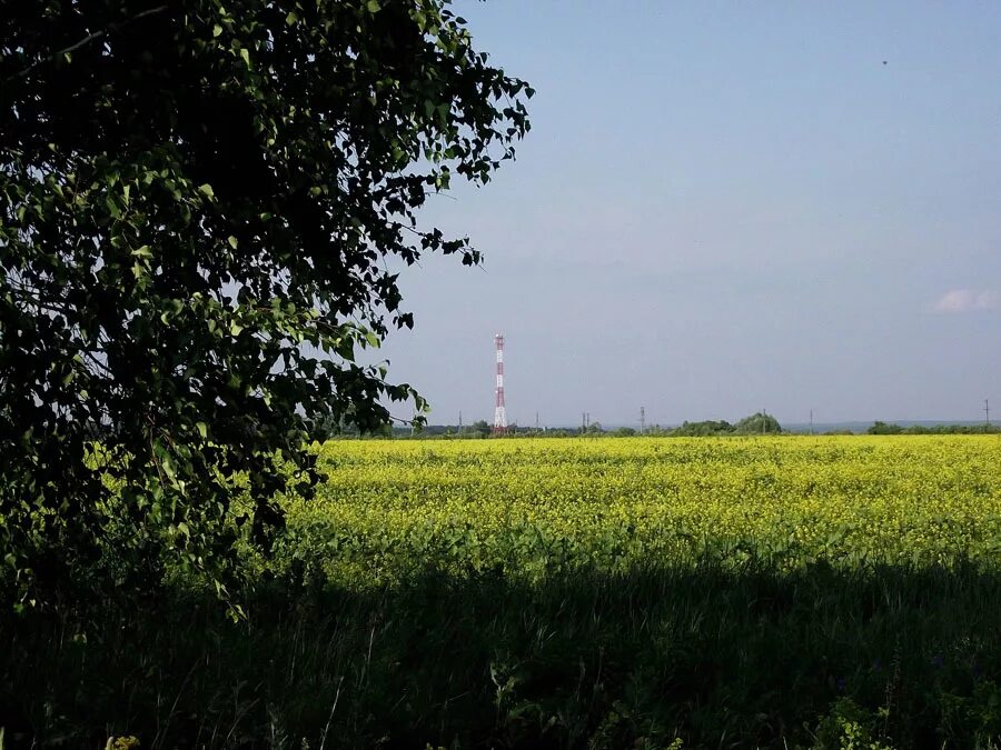 родная сторона. цветущие поля в белоруссии. поля ратной славы. прованс гомель. фотосессия в лаванде прованс.