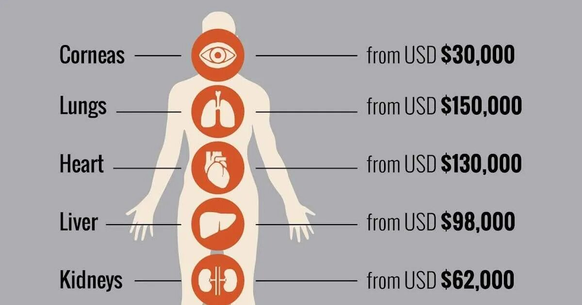 Продажа органов человека. Расценки органов человека. Сколько стоят органы человека. Сколькочтоят органы людей. Органы человека на черном рынке.