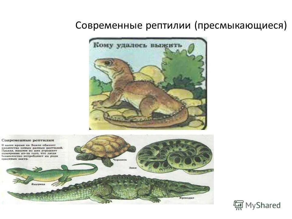 современные завропсиды. предки современных пресмыкающихся. современные пресмыкающиеся произошли от. предки пресмыкающихся. современные рептилии 4 группы пресмыкающихся.