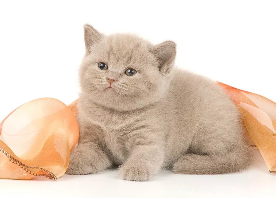 лиловый кот британец. британская короткошёрстная кошка лиловая. британская короткошёрстная кошка лиловая. британский лиловый кот. лиловый кот британец.