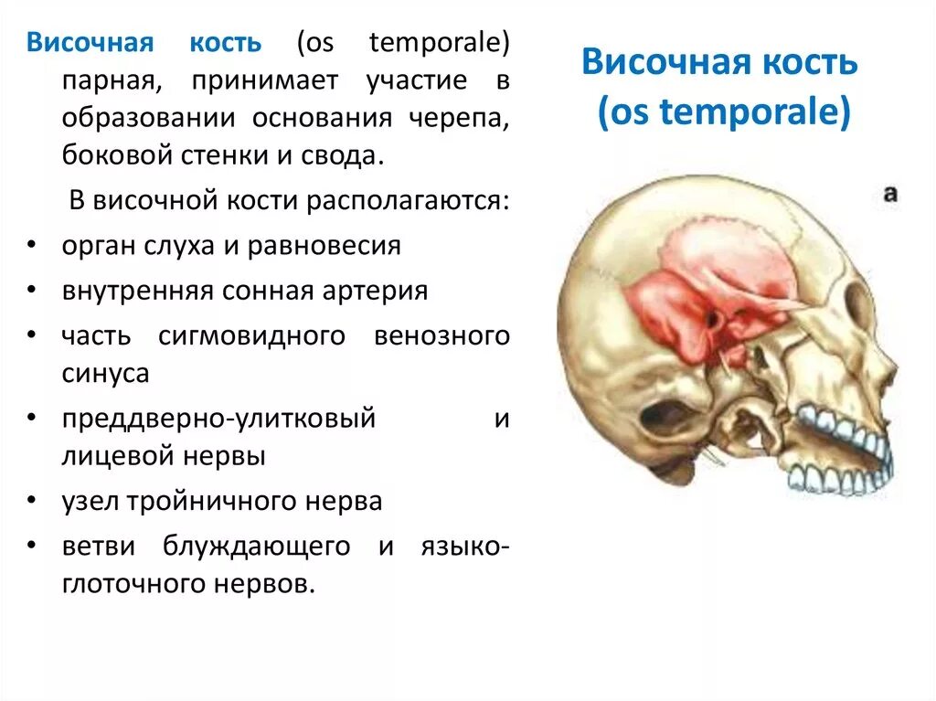 Утолщение слизистой сосцевидного отростка. Пирамида височной кости анатомия. Височная кость функции. Височная кость черепа анатомия. Височная кость сосцевидный отросток.