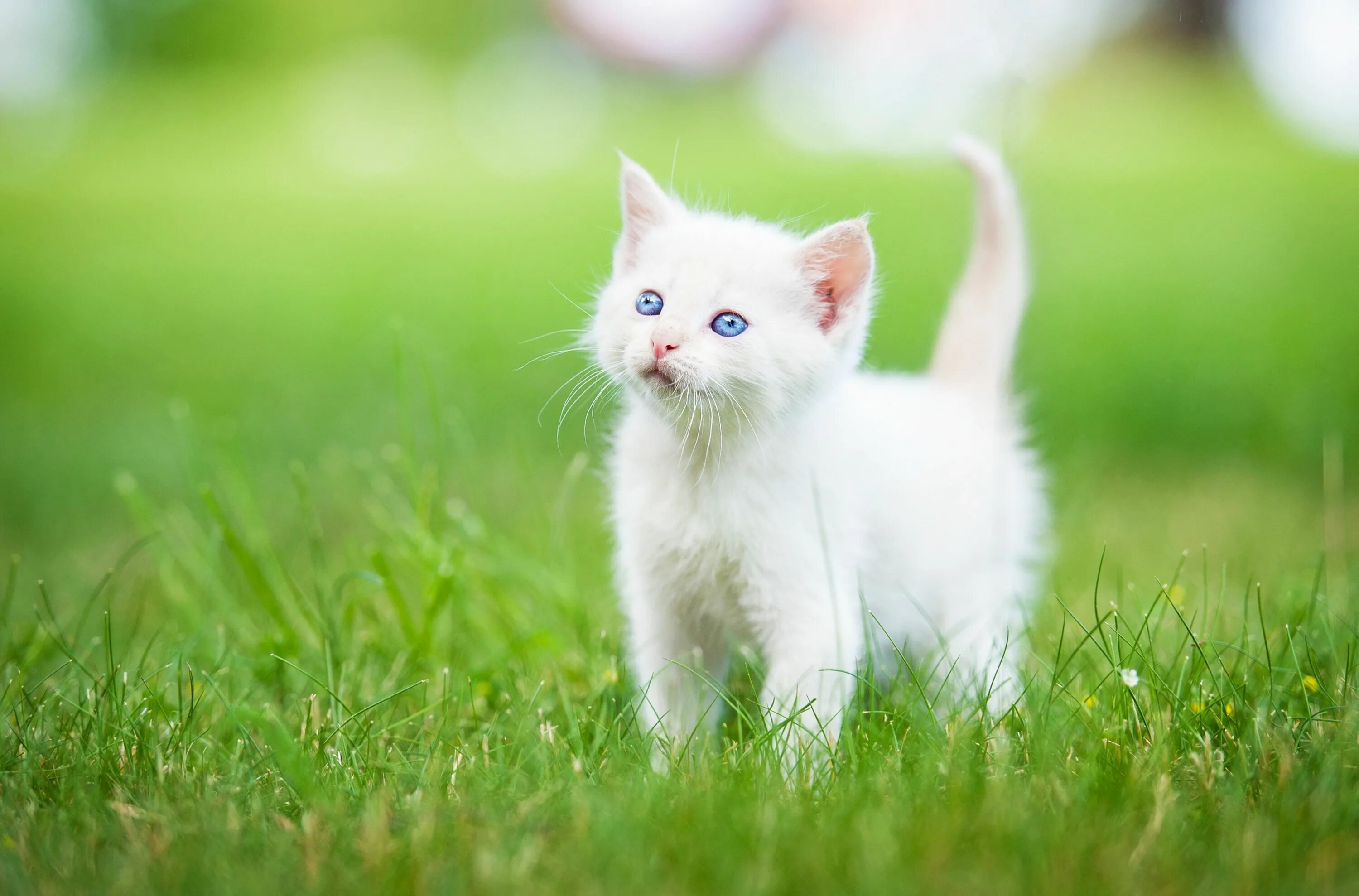 обои : Котенок, ходить, Трава, дитя 2048x1365 - 4kWallpaper - 1009052 - красивые