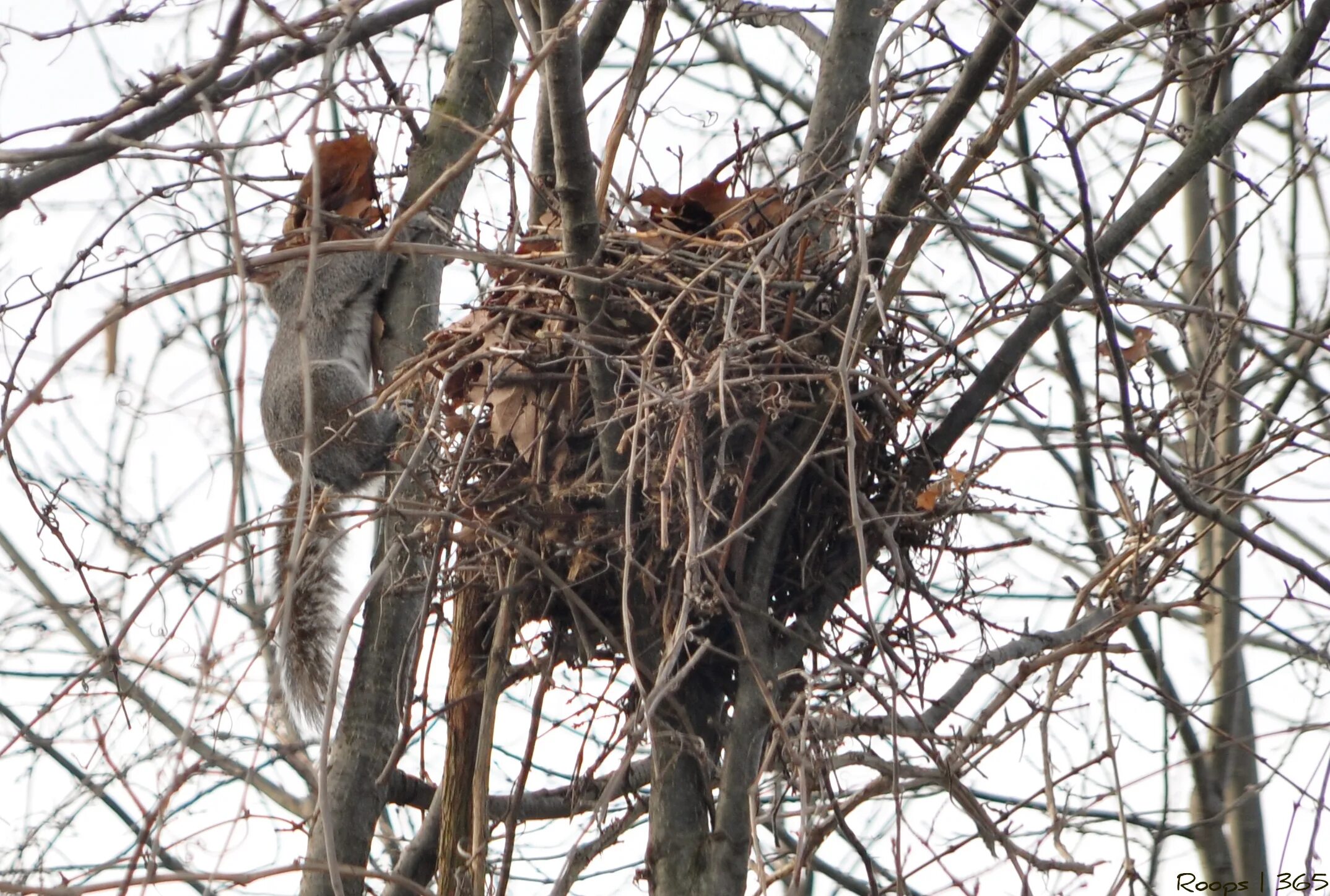 Белка гайно. Беличье гнездо гайно. Белка в гнезде. Гнездо белки беличье гнездо. Белка строит гнездо низко на дереве.