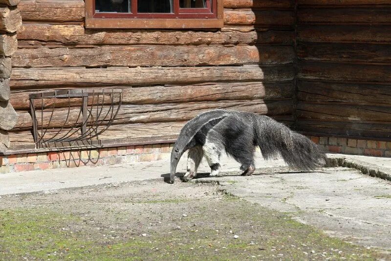 зоопарк выходные дни. алушта крым зоопарк. калининград музей зоопарк. барика баррикадная зоопарк. зоопарк выходные дни.