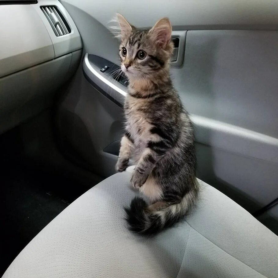 Кот едет. Котенок в машине. кошачья машина. котенок за рулем. котенок на машинке.