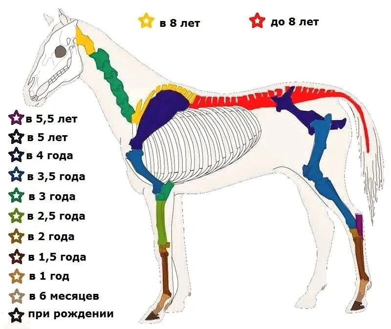 Скелет лошади формирование\. Формирование скелета лошади по возрасту. Осевой скелет лошади. Зоны роста лошади.