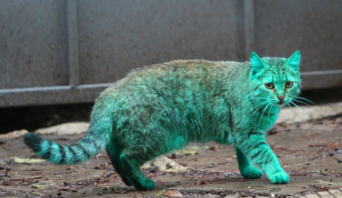 Редкие цвета кошек. Зеленый кот Варна. Редкие кошки. Необычные кошки. Зеленая кошка.