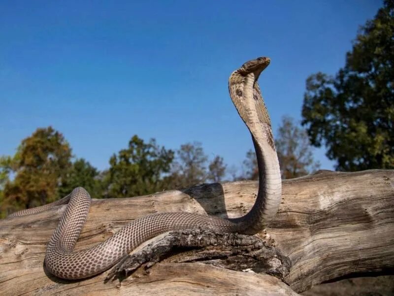 D cobra. Кобра. Очковая змея. Кобра фото. Королевская Кобра фото.