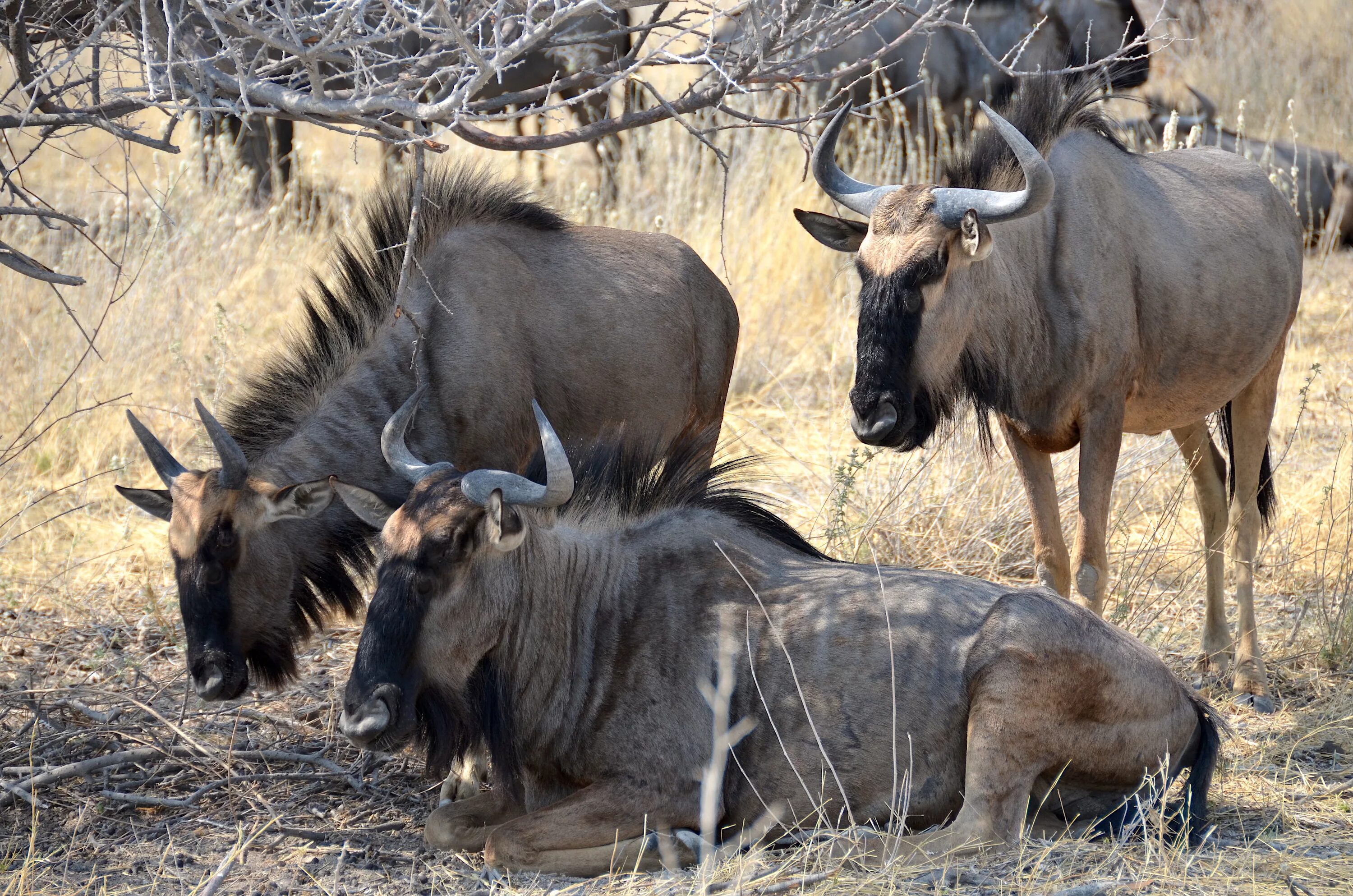 Голубой гну. Национальный парк Этоша. Blue Wildebeest. Голубая антилопа гну. Антилопа гну ареал обитания.