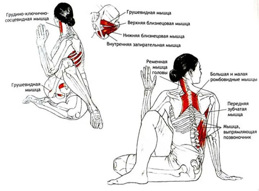 Ардха Матсиендрасана анатомия йоги. Ардха Матсиендрасана мышцы. Растяжка грушевидной мышцы упражнения. Синдром грушевидной мышцы упражнения. Лк мышца