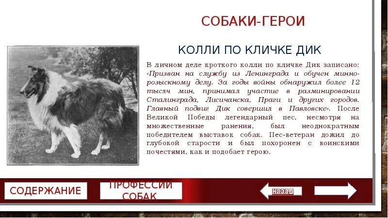 Собаки герои. Собака герой произведения. Сообщение о собаке герое. Клички собак героев. Собаки герои литературных произведений