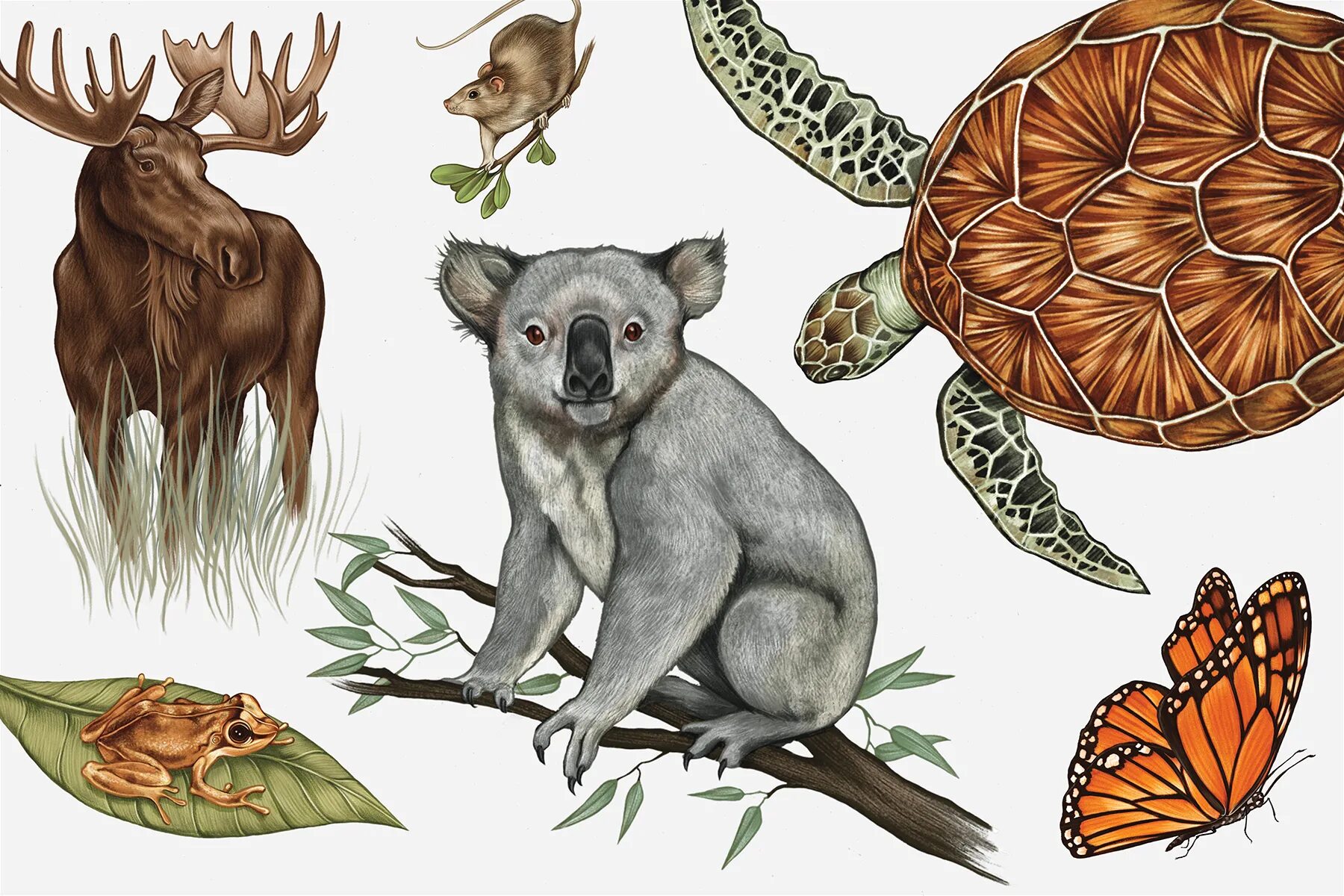 Release reduce adopt reusable endangered species. Вымершие животные для детей. Вымирающие животные коллаж. Биологический вид иллюстрация. Extinction of species.