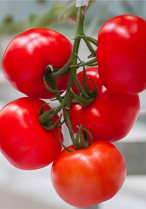 Томат круглый. Томаты круглое лето. Помидоры НПК. Кистевой томат круглый 160 гр красный на растении.
