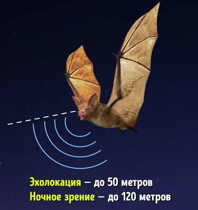 Эхолокация у животных. Эхолокация летучих мышей. эхолокация у сов и летучих мышей. радар и летучая мышь.