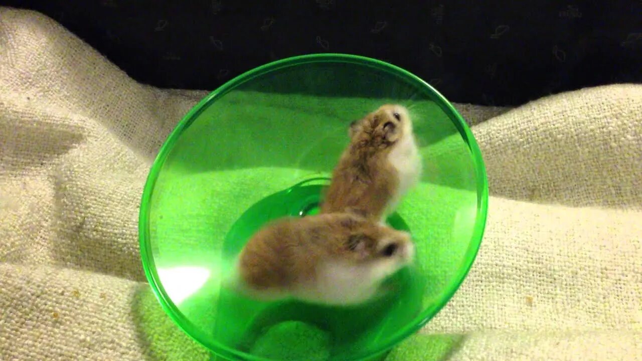Hamster oracle
