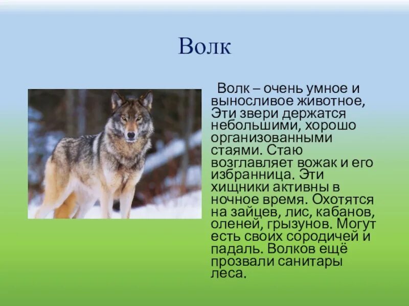 Сообщение о животных. Доклад про волка. Презентация на тему волк. Сообщение о животных волк. Информация про волка