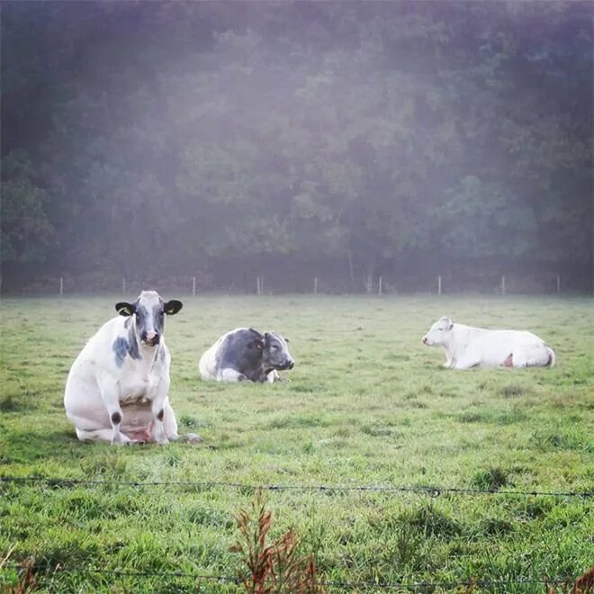 Кот коровка. Сидячая корова. Корова и собака. Фото коровы прикольные. Сидячая корова фото.