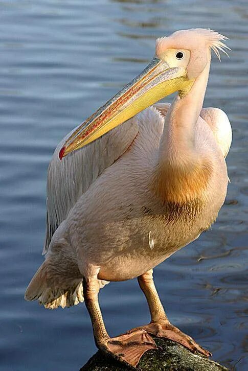 Розовый Пеликан. Розовый Пеликан Pelecanus onocrotalus (Linnaeus,. Африканский Пеликан. Розовый Пеликан ареал.