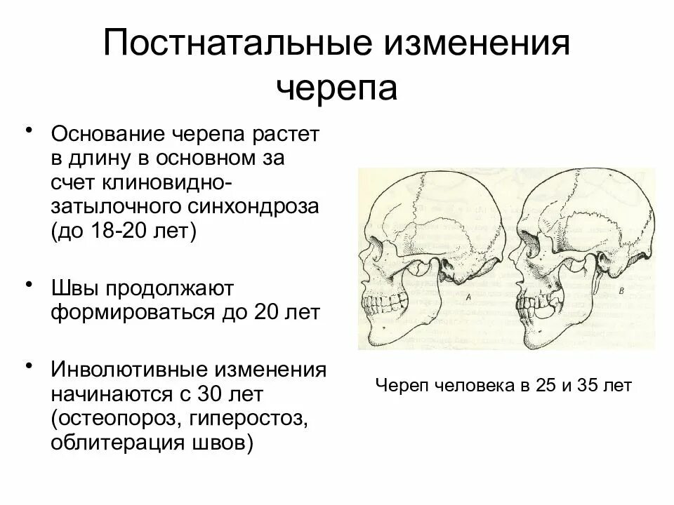 В ее черепной коробке нету