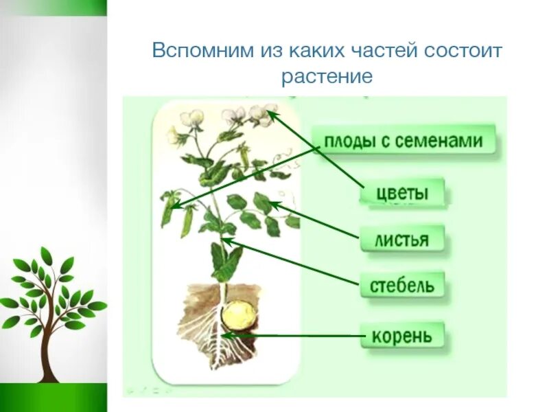 Окружающий мир 1 класс растения