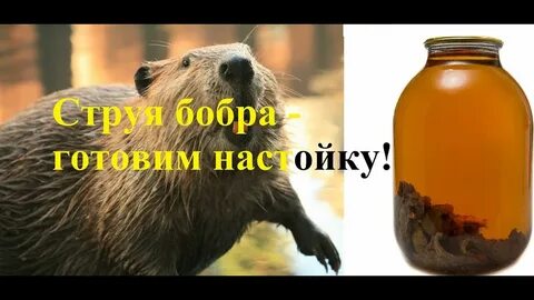 Рецепт бобровой струи на самогоне