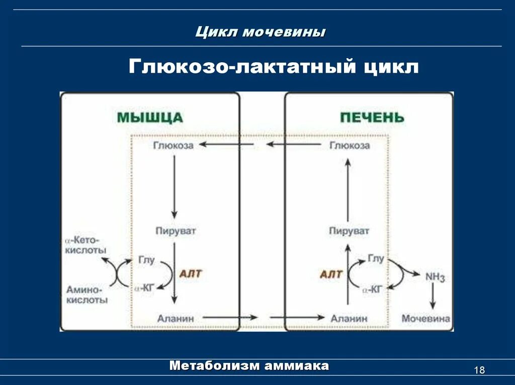 Образованием мочевины в обмене веществ. Глюкозо аланиновый цикл биохимия. цикл мочевины. глюкозо лактатный цикл. метаболический цикл мочевины.