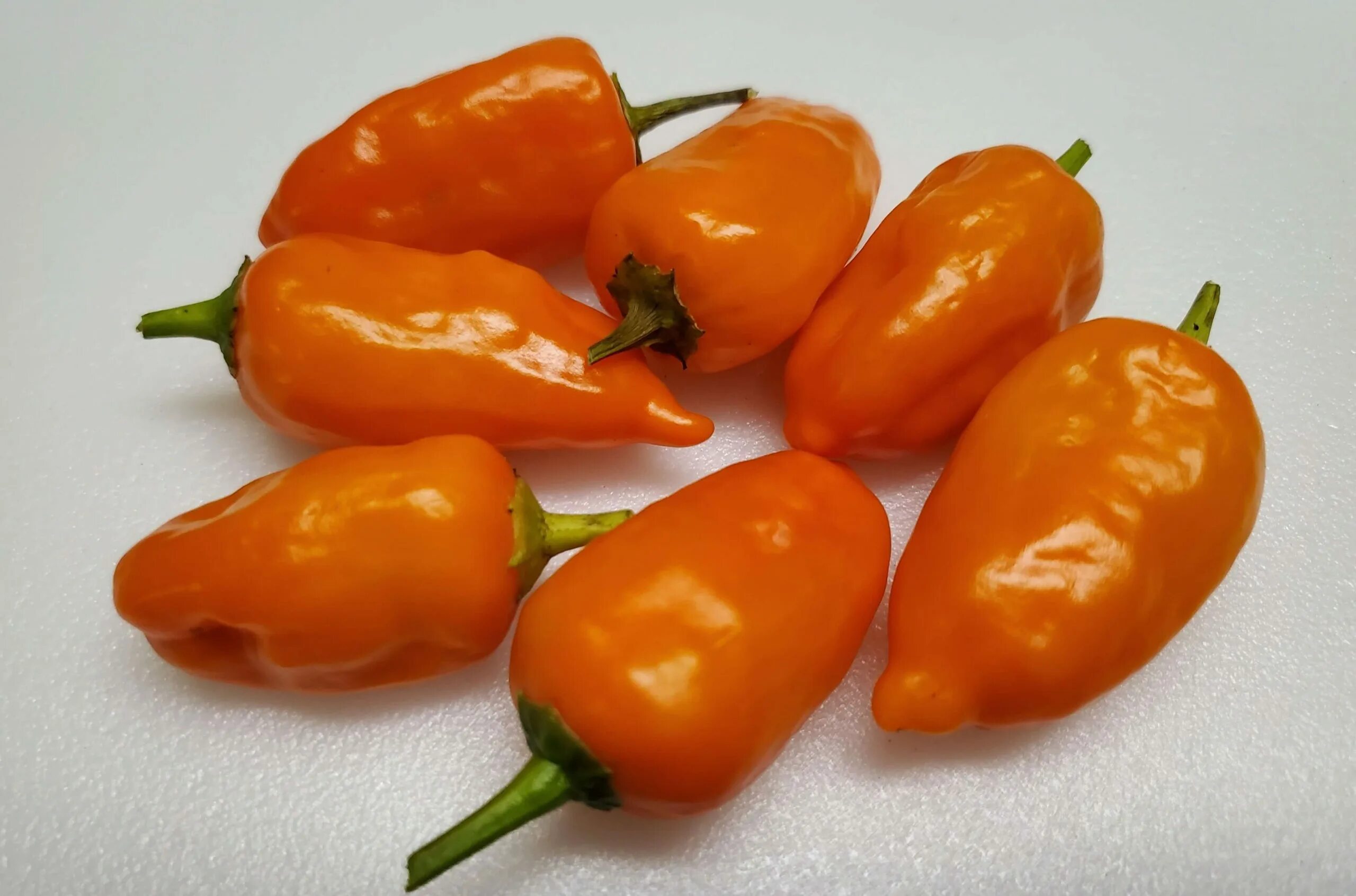 Orange pepper. Aji Ecuadorian Red перец. Перец Aji Dulce Orange. Aji Monagre. Aji Caribbean перец.