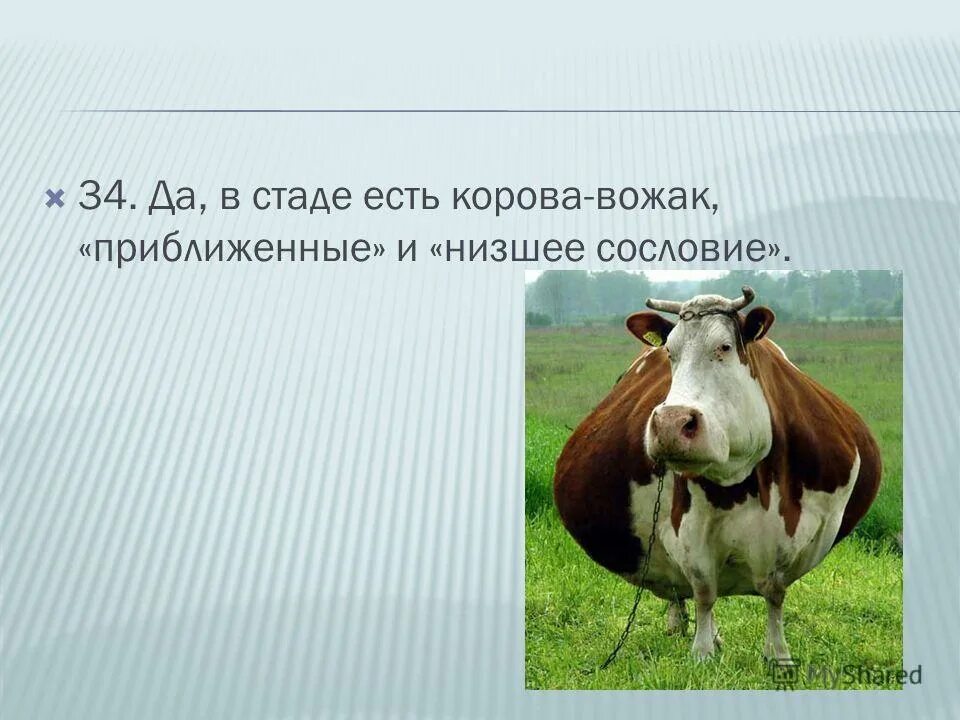 Прямое и переносное значение слова примеры. Чылгычынын сеткили. Маныч гудило дикие мустанги. Донская лошадь табун. Стихи с переносным значением.