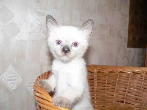 Питомник 16. Юла сиамские котята. Тайская кошка торти Пойнт. Авито сиамские котята. Тайская кошка сил тебби поинт.