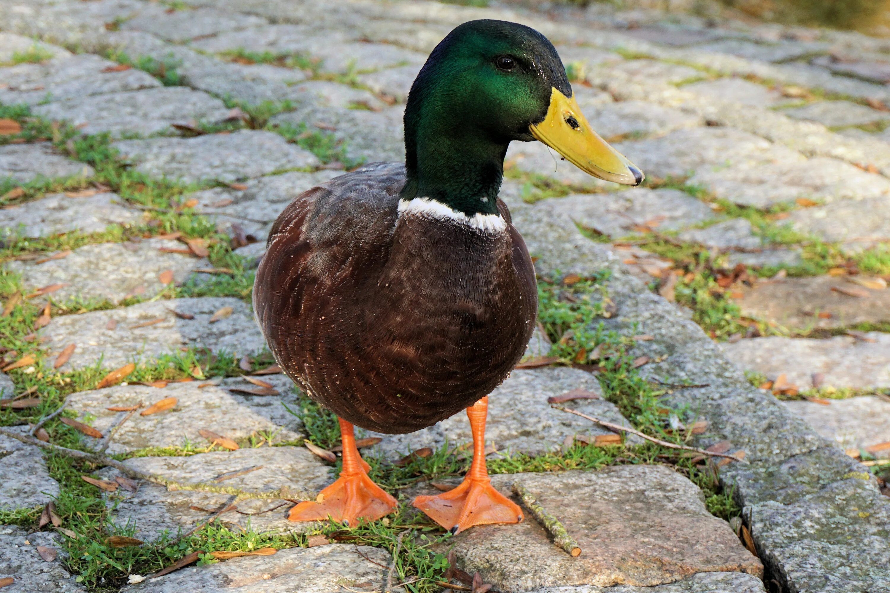 Duck com. Селезень аргентинской утки. Утка селезень утята. Утка селезень утенок домашние птицы. Уточка кряква.