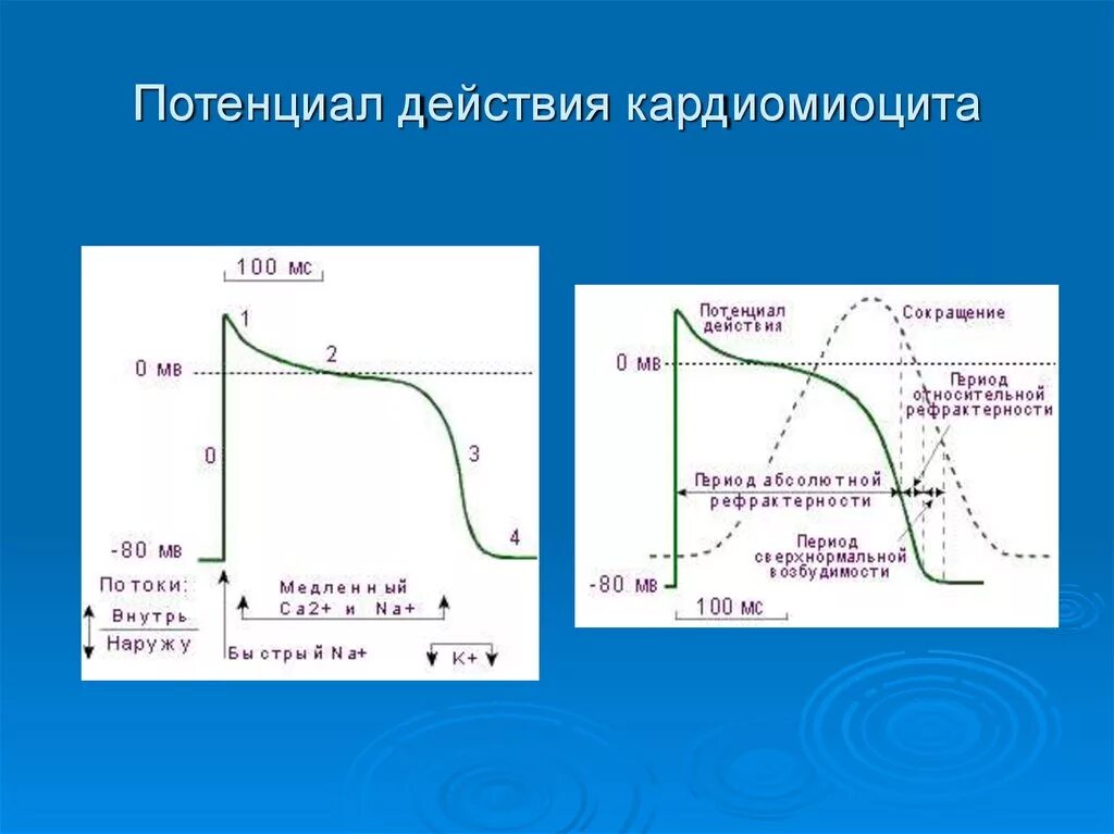 Атипичные кардиомиоциты потенциал действия. Физиология кардиомиоцитов. Фазы потенциала действия сократительного кардиомиоцита. Деполяризация атипичных кардиомиоцитов. Фазы деполяризации кардиомиоцитов.