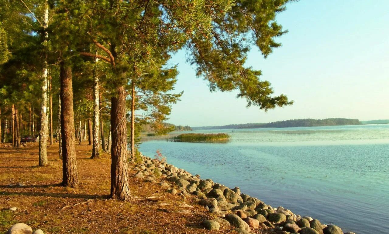 Природа Выборгского района Ленинградской области. Сосновый Бор Подмосковье водохранилище. Сосновый Бор Ленинградская область лето. Ингерманландский заповедник Ленинградской области. По берегам озера расположено