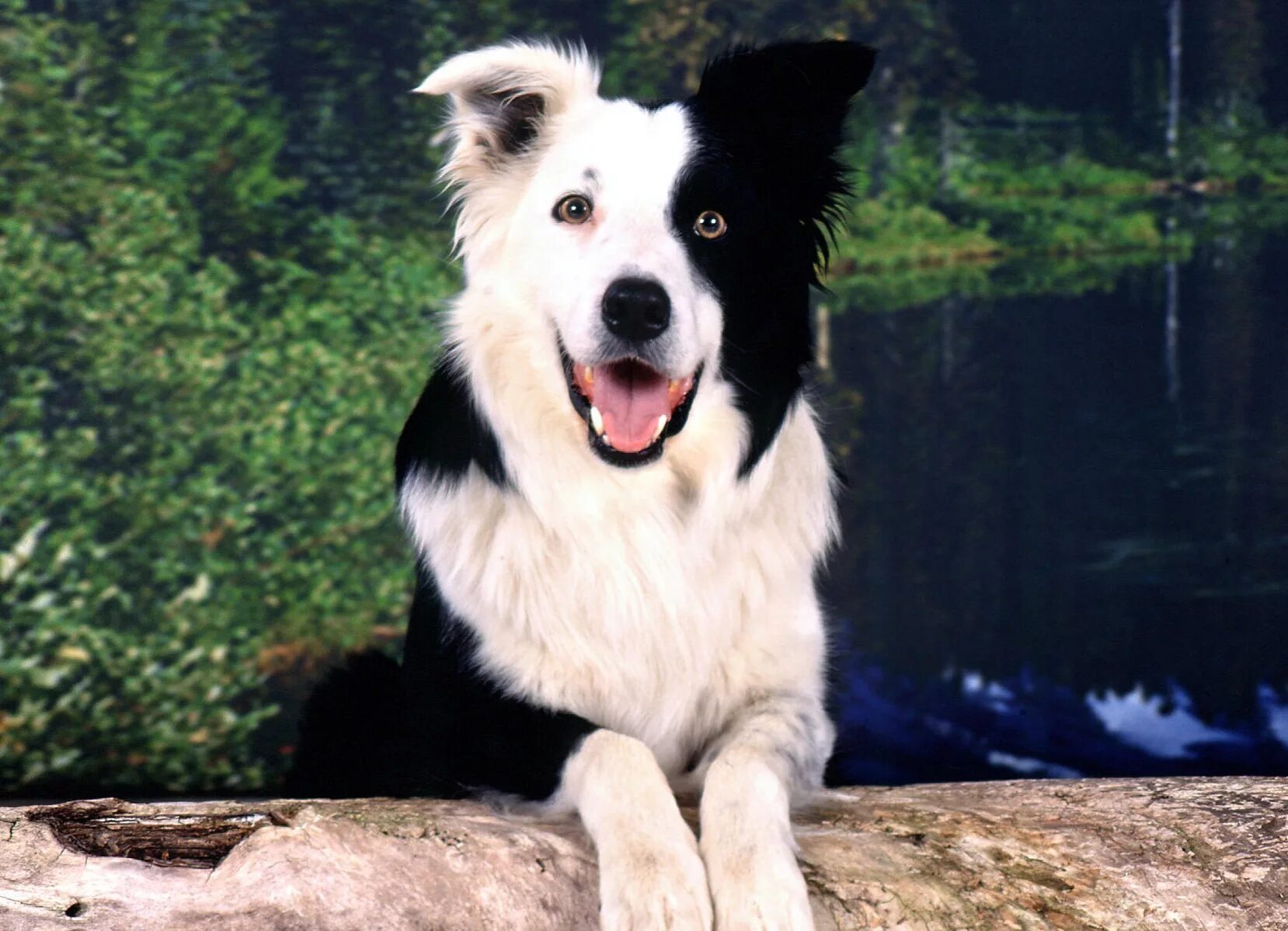 Самая умная порода в мире