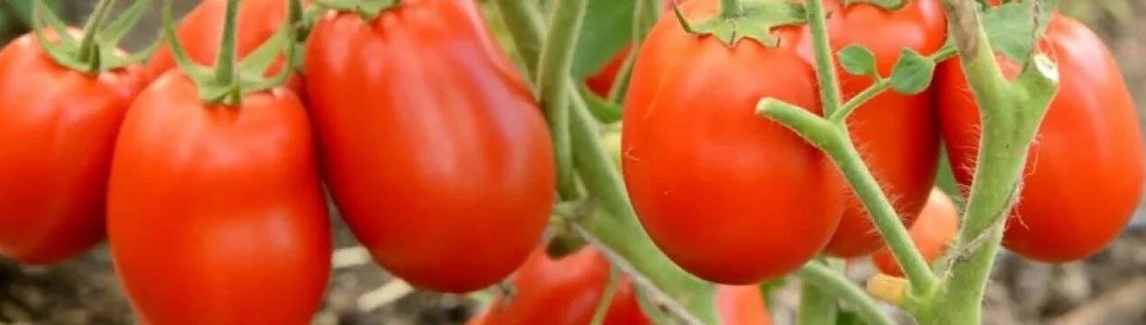 Томаты - mydobro seeds