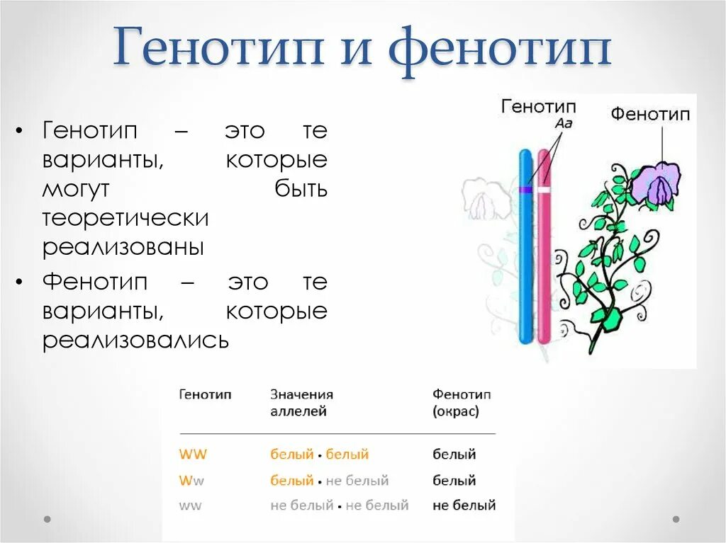 Одинаковый генотип это. Генотип и фенотип. Генотип пример. Фенотип это кратко. Фенотип генетика.