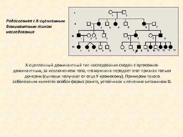 Задачи с доминантными и рецессивными признаками решение. Доминантный сцеплённый Тип наследования родословная. Родословная с х-сцепленным доминантным типом наследования. Родословная с аутосомно-доминантным типом. X сцепленный доминантный Тип наследования родословная.