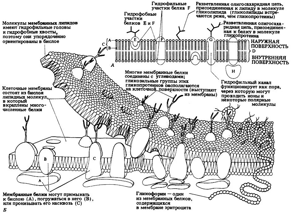 Модель мембраны клетки
