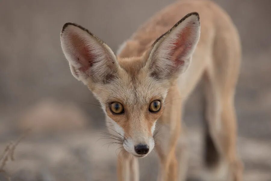 Афганская лисица. Африканская лисица Vulpes pallida. Животное с длинными ушами. Уши зверей.