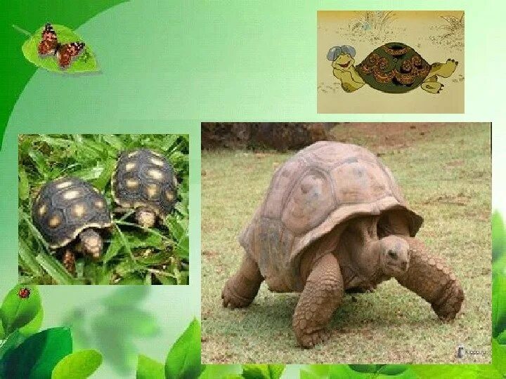 Черепаха касьяра. Черепахи сен санс. Черепахи сен санс. Сен санс черепаха. Сен санс черепаха.