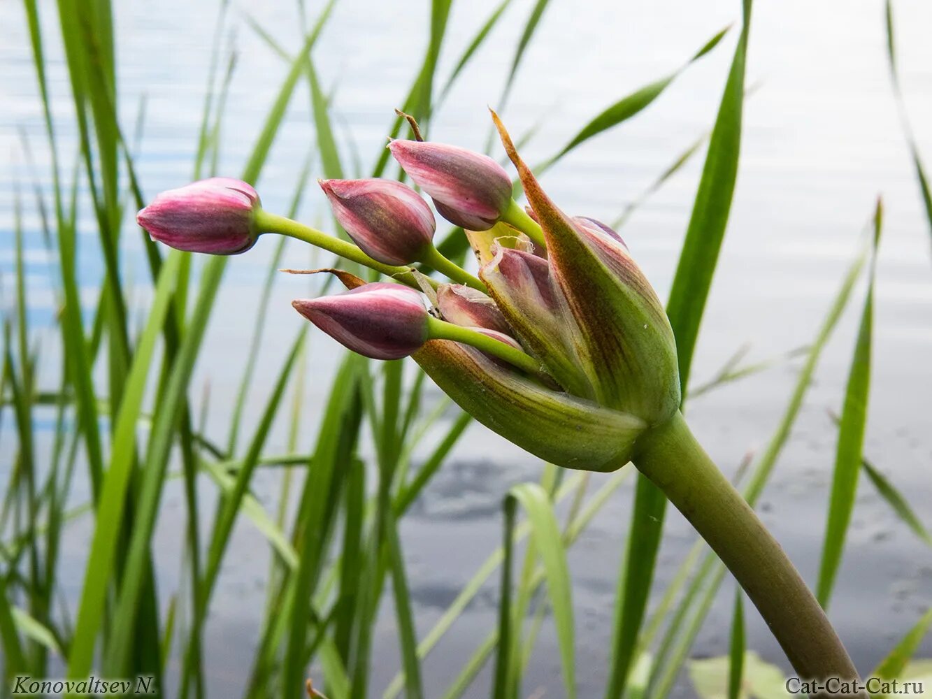исток реки свияга. свияга ульяновск. река свияга. парк черное озеро ульяновск. растения реки оскол.