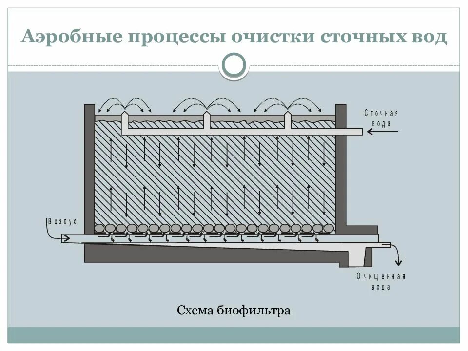 Анаэробная очистка воды. Капельный биофильтр схема. Биофильтры для очистки сточных вод схема. Аэробная система очистки сточных вод. Аэробные процессы очистки сточных вод.