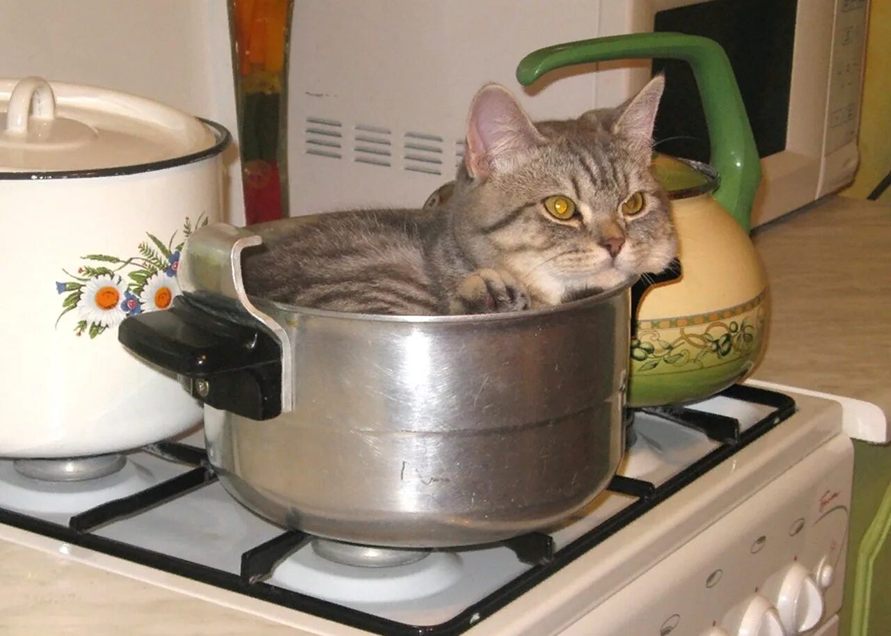 Суп с котом. Суп с кортом. Вареные коты. Суп для котят. Варят кошек