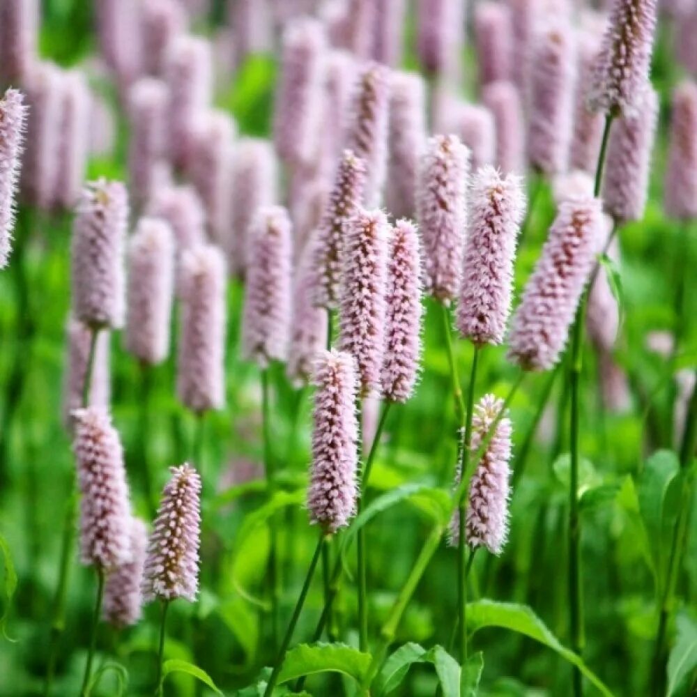 Горец bistorta superba. Горец змеиный superba Суперба. Persicaria bistorta. Персикария (Горец) змеиный superba.