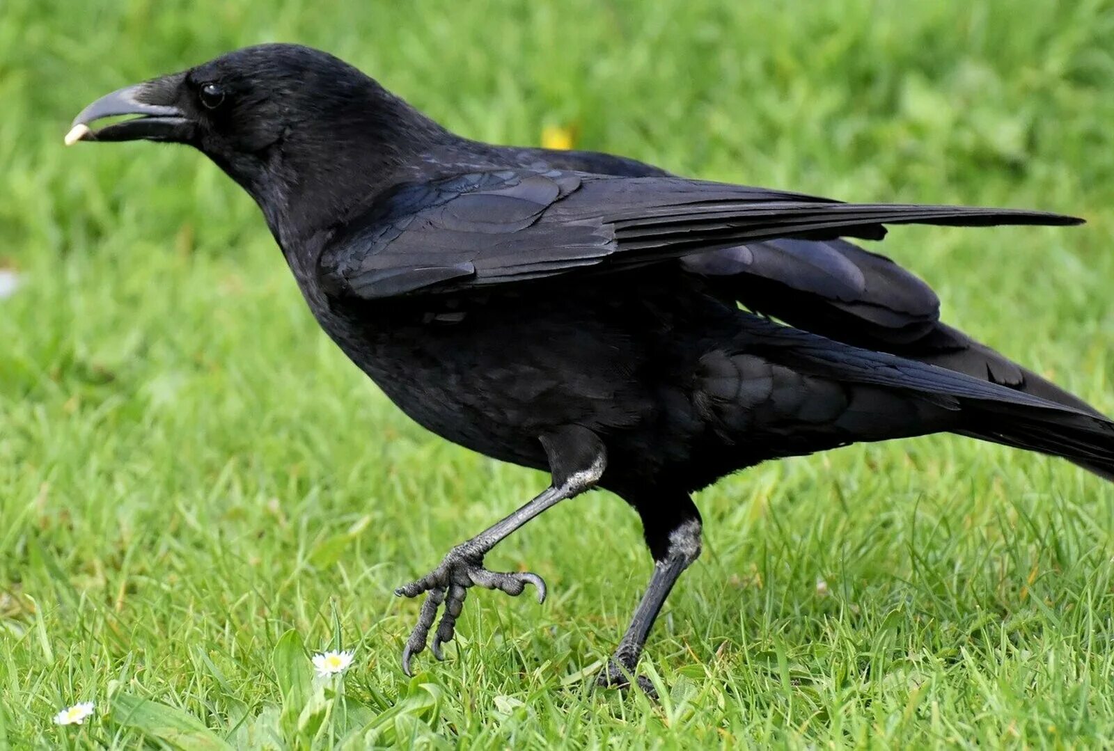 Ала карга. Corvus Corax птица. Черная ворона птица. Белоклювый ворон. Ворона обыкновенная.