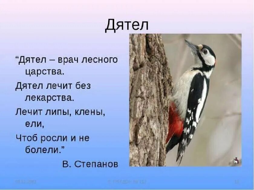 Пестрый дятел составить предложение. Дятел описание. Дятел Лесной доктор. Внешний вид дятла. Лесной доктор птица.